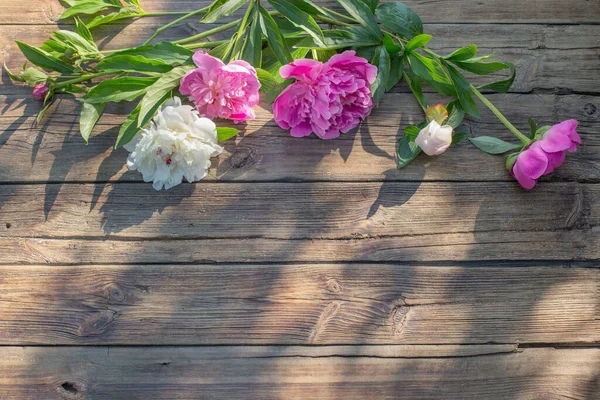 Beautiful Peonies Old Dark Wooden Background Sunlight — Stock Photo, Image