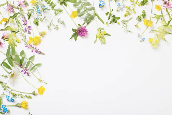 Hermosas Flores Silvestres Sobre Fondo Blanco —  Fotos de Stock