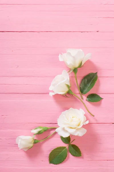 Rosas Blancas Sobre Fondo Madera Rosa —  Fotos de Stock