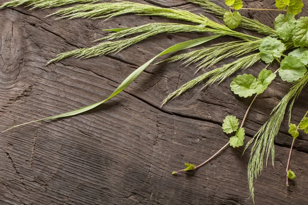 Divoké Rostliny Starém Tmavém Dřevěném Pozadí — Stock fotografie