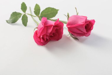 Beyaz arkaplanda pembe güller