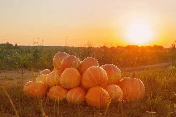 Orangefarbene Kürbisse Auf Dem Feld Bei Sonnenuntergang — Stockfoto