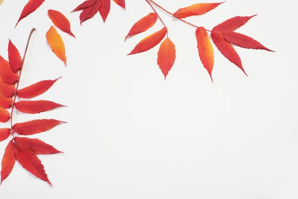 Rote Herbstblätter Auf Weißem Hintergrund — Stockfoto