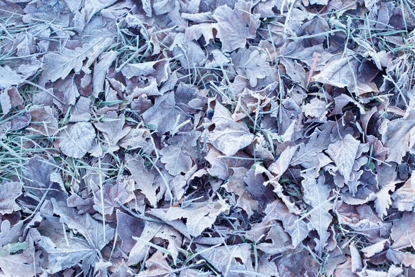 Achtergrond Met Herfstbevroren Bladeren — Stockfoto