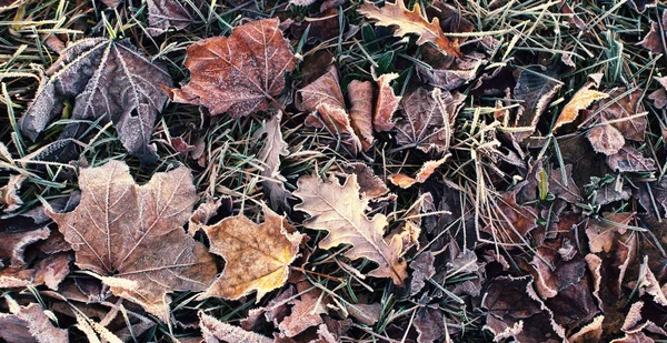 Achtergrond Met Herfstbevroren Bladeren — Stockfoto