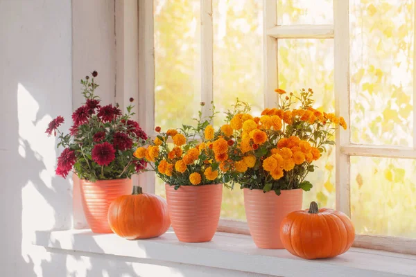 Chrysanthemums Pumpkins Old White Windowsill — Stock Photo, Image