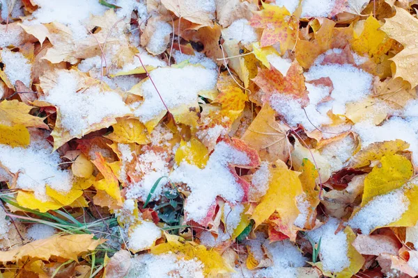 Hintergrund Der Gelben Herbstblätter Schnee — Stockfoto