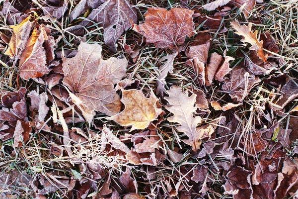 Hintergrund Mit Herbstlich Gefrorenen Blättern — Stockfoto
