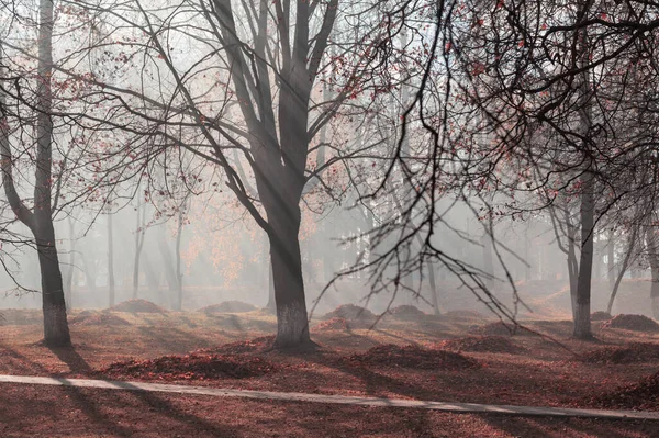 Jesienny Park Gdzie Płoną Liście Zanieczyszczenie Węglowodorami — Zdjęcie stockowe