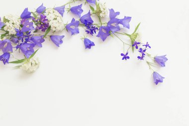 Beyaz arkaplanda mor yabani çiçekler 