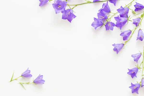 Fleurs Sauvages Violettes Sur Fond Blanc — Photo