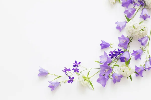 violet wild flowers on white background