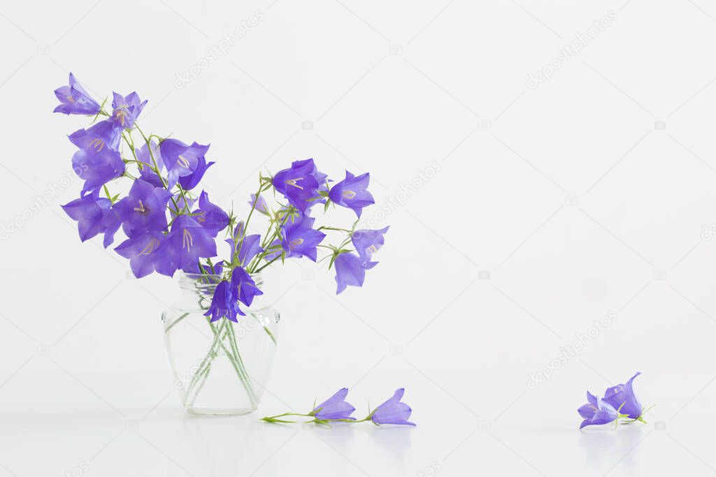 bluebell flowers in glass jar on white background