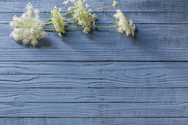 Witte Wilde Bloemen Blauwe Houten Achtergrond — Stockfoto