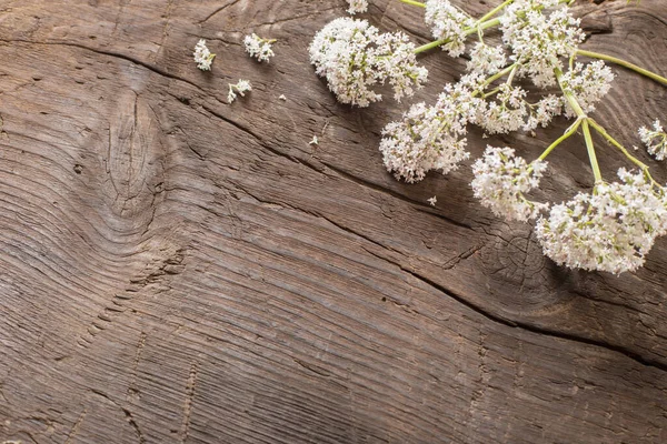 Valeriana Officinalis Vecchio Fondo Legno Scuro — Foto Stock