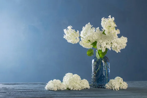 蓝色底色花瓶中的白色绣球 — 图库照片