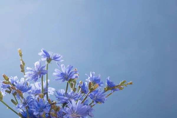 Chicorée Blüten Aus Nächster Nähe Auf Blauem Hintergrund — Stockfoto