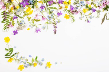 Beyaz arka planda güzel yabani çiçekler