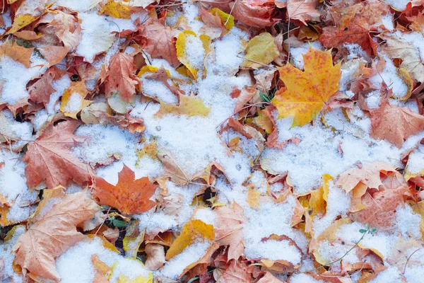 Hintergrund Der Gelben Herbstblätter Schnee — Stockfoto