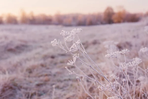 Växter Rimfrost Vinterfältet Vid Solnedgången — Stockfoto