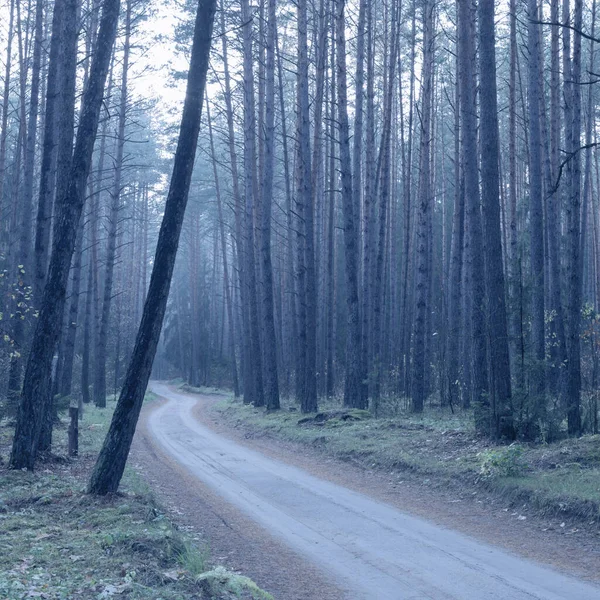 Містичний Автентичний Ліс Туманом — стокове фото