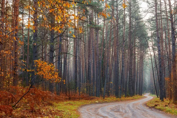 Mystisk Höstskog Med Dimma — Stockfoto