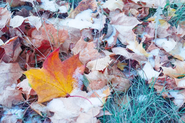Фон Желтых Осенних Листьев Снегу — стоковое фото