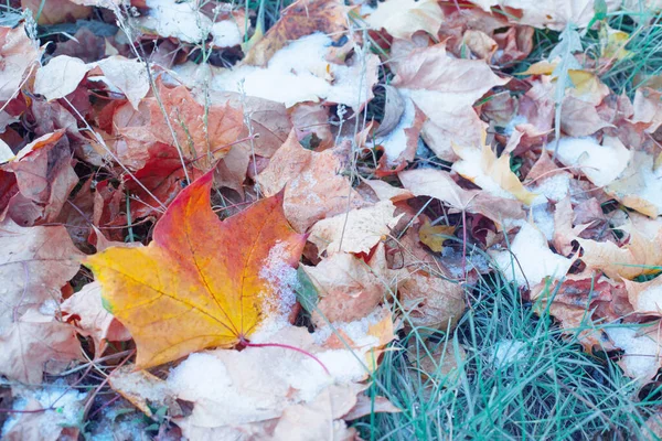 Fondo Hojas Amarillas Otoño Nieve —  Fotos de Stock