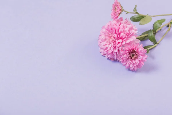 Chrysanthèmes Sur Fond Papier Violet — Photo