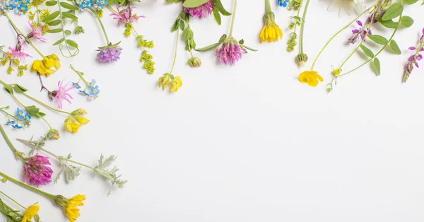 beautiful wild flowers on white background