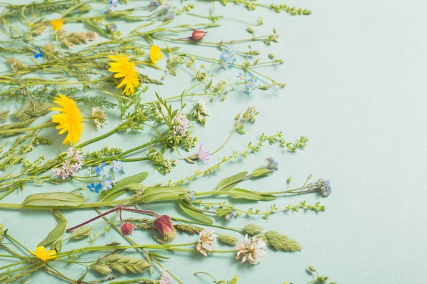 異なる野生の花を紙の背景に — ストック写真