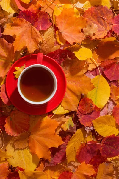 Červený Šálek Čaje Pozadí Podzimní Listí — Stock fotografie