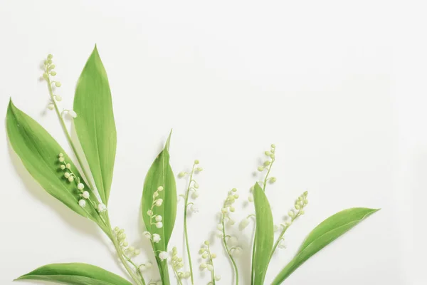 Pode Lírio Flores Fundo Branco — Fotografia de Stock