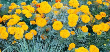 arkaplanda portakal çiçekleri