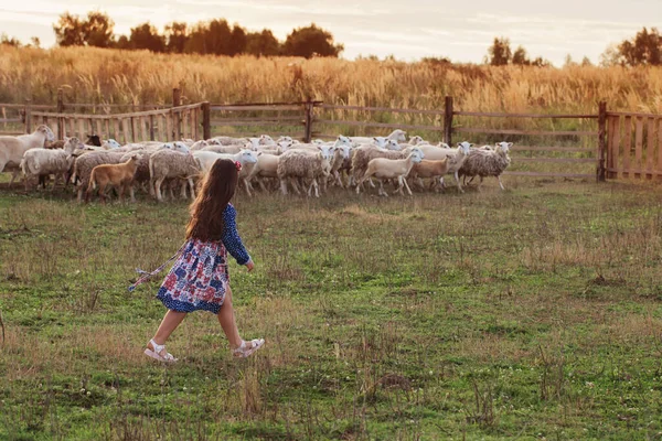 Niña Feliz Con Ovejas Granja — Foto de Stock