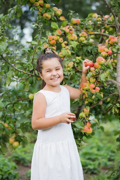 Glad Liten Flicka Med Äpplen Fruktträdgården — Stockfoto