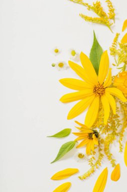 Beyaz arkaplanda sarı çiçekler