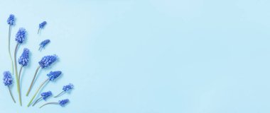 Mavi kağıt üzerinde muscari çiçekleri