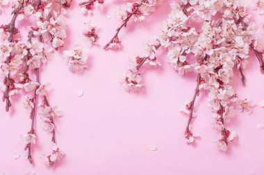 Pembe kağıt üzerinde kiraz çiçekleri