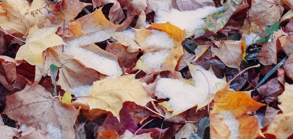 Achtergrond Van Gele Herfstbladeren Sneeuw — Stockfoto