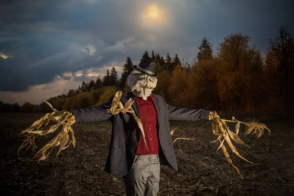 Spaventapasseri Trova Nel Campo Autunnale Contro Cielo Serale — Foto Stock