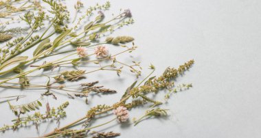 kağıt arkaplanda farklı yabani çiçekler