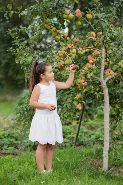 Glad Liten Flicka Med Äpplen Fruktträdgården — Stockfoto