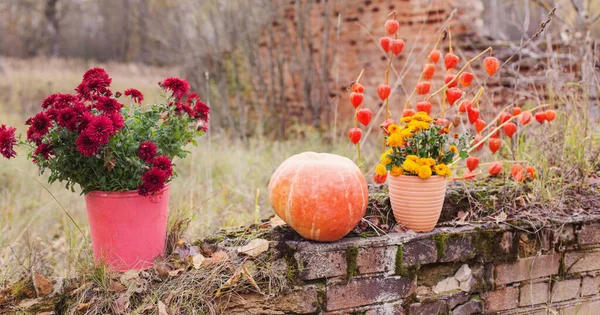 Chrysanthemum Flowers Pots Orange Pumpkins Autumn Gardens Old Brick Wall — Stock Photo, Image