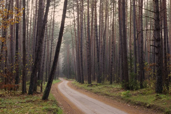 Sisli Mistik Sonbahar Ormanı — Stok fotoğraf