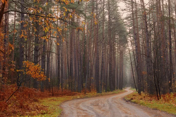 Sisli Mistik Sonbahar Ormanı — Stok fotoğraf