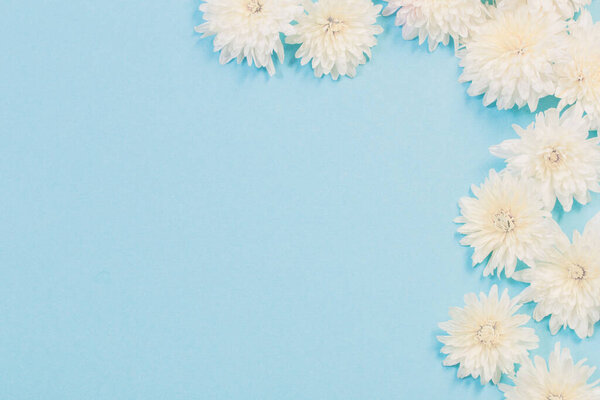 white chrysanthemums on blue paper background
