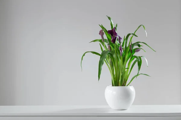 Фіолетова Квітка Кали Вазоні Білому Тлі — стокове фото