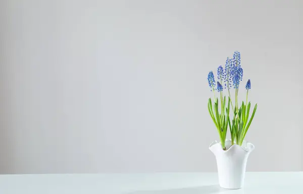 Синя Квітка Мускарі Білому Тлі — стокове фото