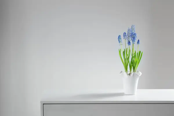 Синя Квітка Мускарі Білому Тлі — стокове фото